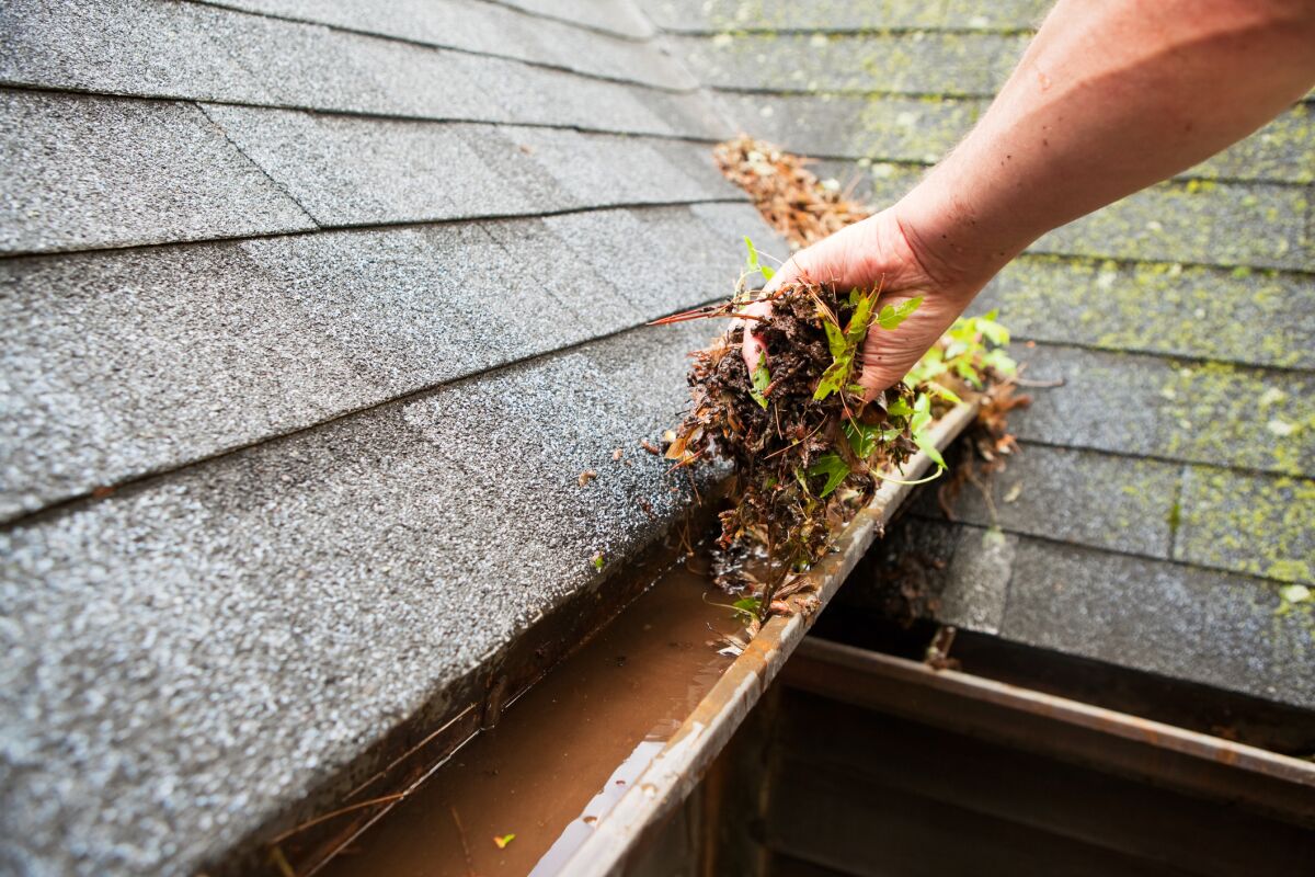 Clean rain gutters to protect the plants growing under them.