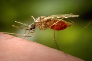 This 2014 photo made available by the U.S. Centers for Disease Control and Prevention shows a feeding female Anopheles funestus mosquito. The species is a known vector for malaria. The parasitic disease killed more than 620,000 people in 2020 and caused 241 million cases, mainly in children under 5 in Africa. (James Gathany/CDC via AP)