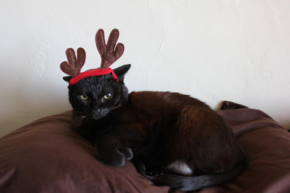 Coco the cat wearing antlers for the holidays. 