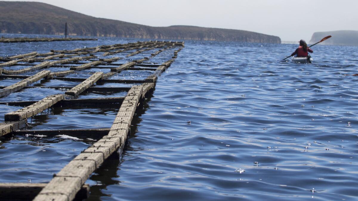 Amy Trainer kayaks past oyster racks that are part of a restoration project to remove 470 tons of marine debris in Drakes Estero.