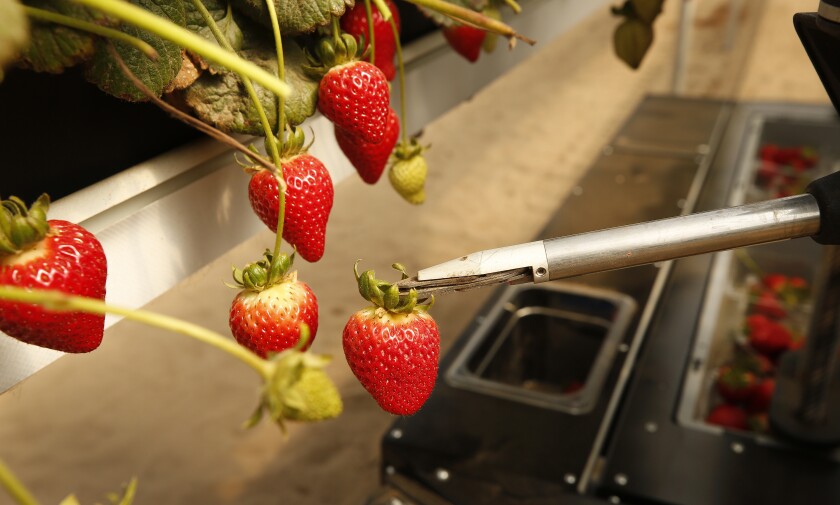 A Tortuga AgTech robot collects strawberries