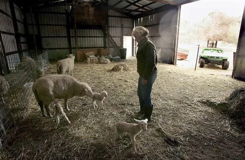 Christine Maguire checks on her lambs at the Rinconada Dairy, a sheep ranch and cheese-making operation she and her husband, Jim, own near San Luis Obispo. The Maguires, whose operation is one of only two licensed sheep's-milk dairies in California, invite paying guests to stay on their 52-acre spread.