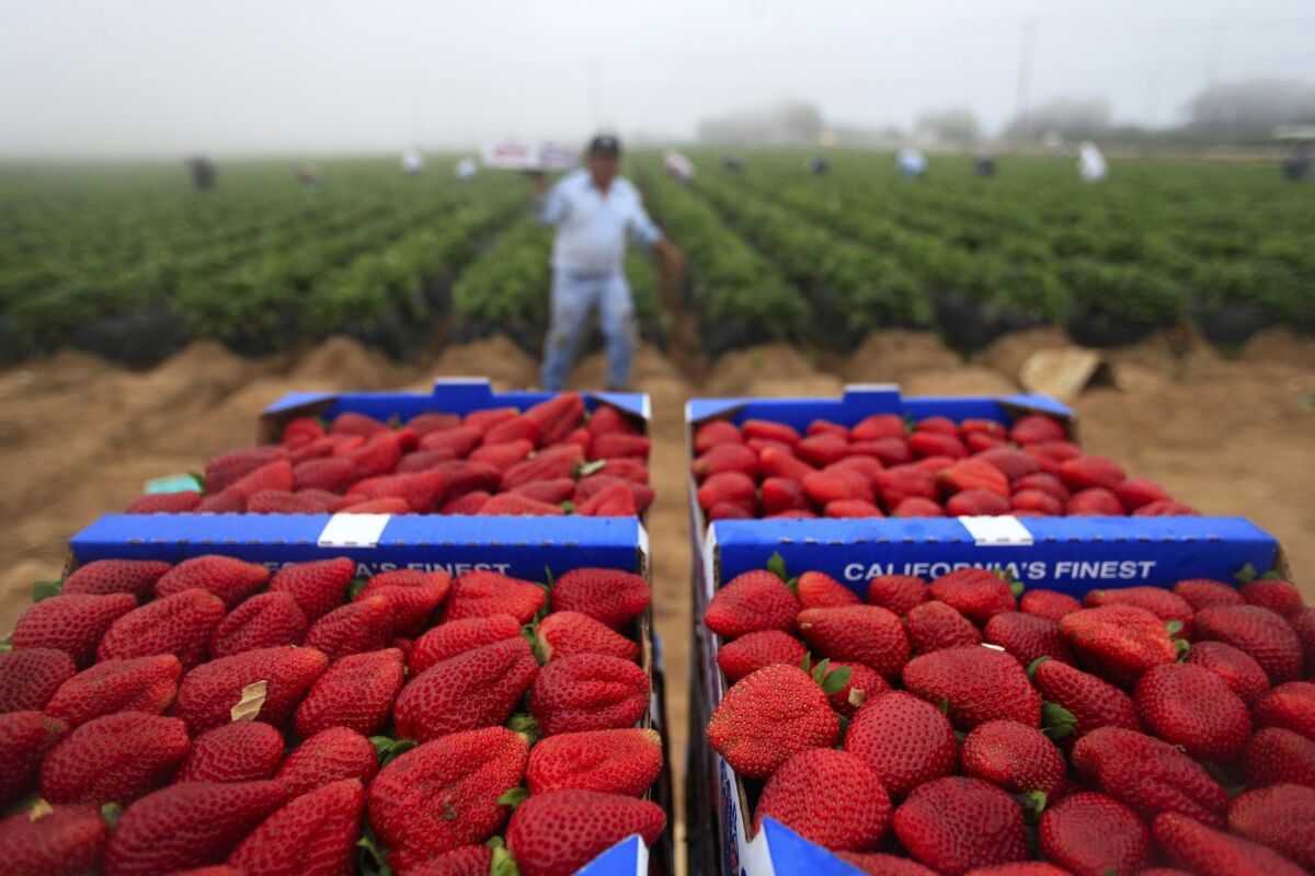 A proposed bill that would've granted legal work permits to unauthorized immigrant farmworkers in California died in the Senate Appropriations Committee.