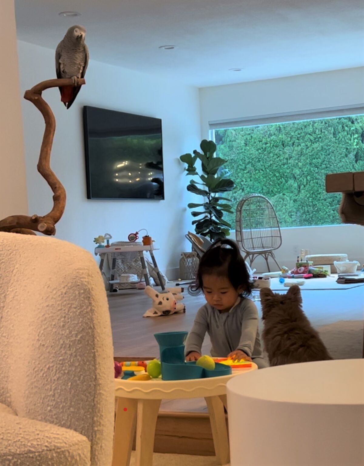 Hailey Nguyen, 1, hangs out with parrot Smokey and dog Snuggles on Dec. 27, days before Smokey went missing.