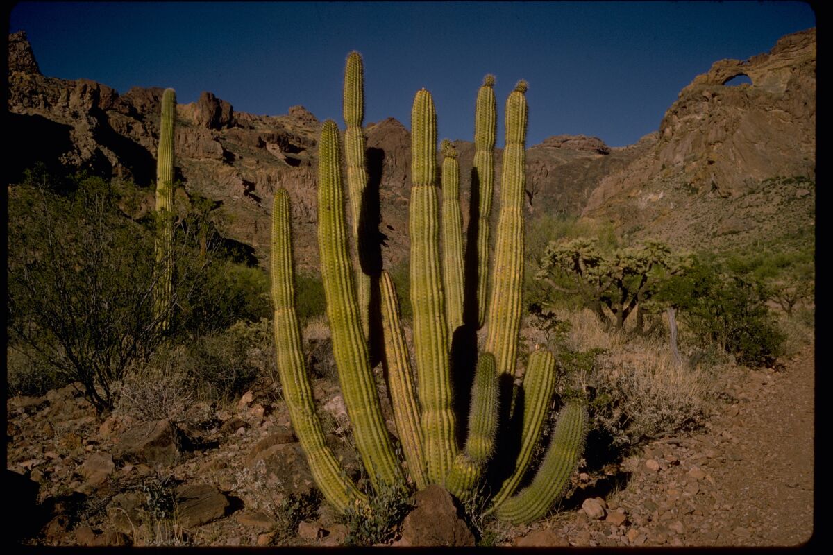 Organ Pipe Cactus National Monument is named for the long, thin cacti that dot Arizona's desert landscape.
