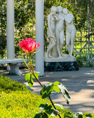 A red rose in front of a classical statue of three nude women in a garden