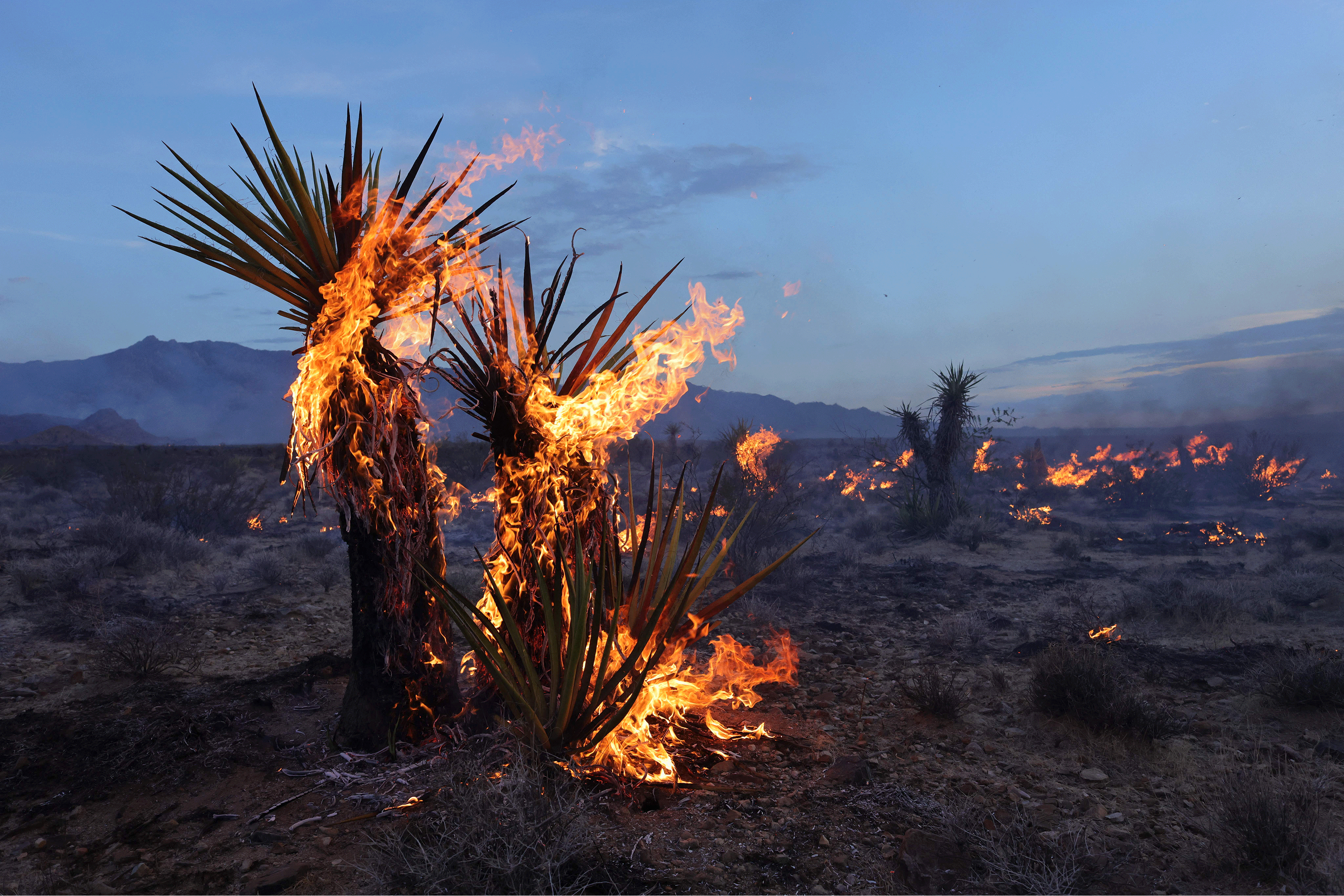 A fire burns Joshua trees and yucca in the Mojave National Preserve