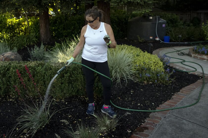 HEALDSBURG, CA - MAY 04, 2022 - Anne Friedemann uses pumps, water tanks and a hose to water her lawn at her home in Healdsburg, California on May 04, 2022. Friedemann says she had to spend $1200 on two 550 gallon recycled water tanks and continues to pay an additional $110 every other month to water her lawn with recycled water since the city capped household water use and banned sprinklers. (Josh Edelson/for the Times)