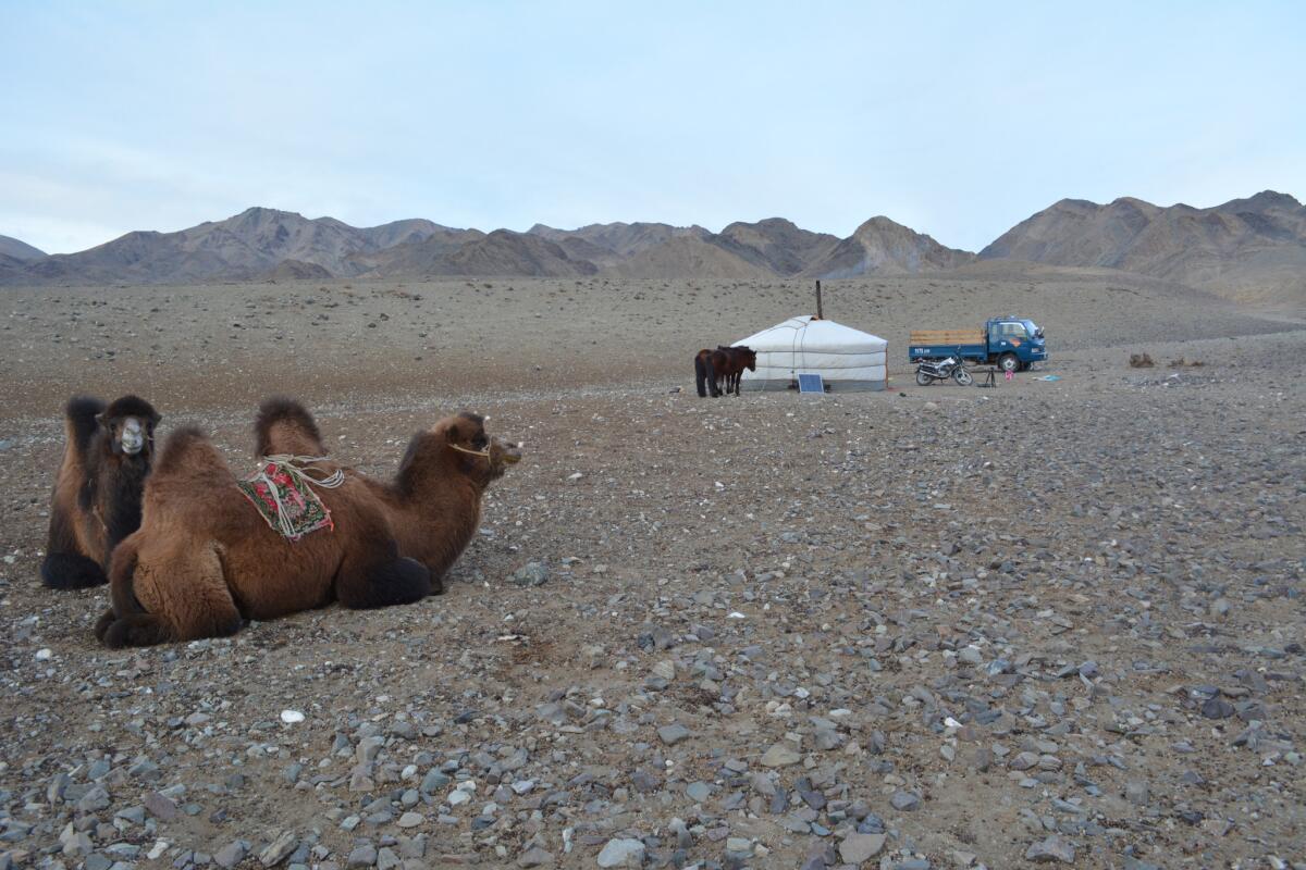 Bactrian camels are native to Khovd province and are kept as livestock by nomadic herders.