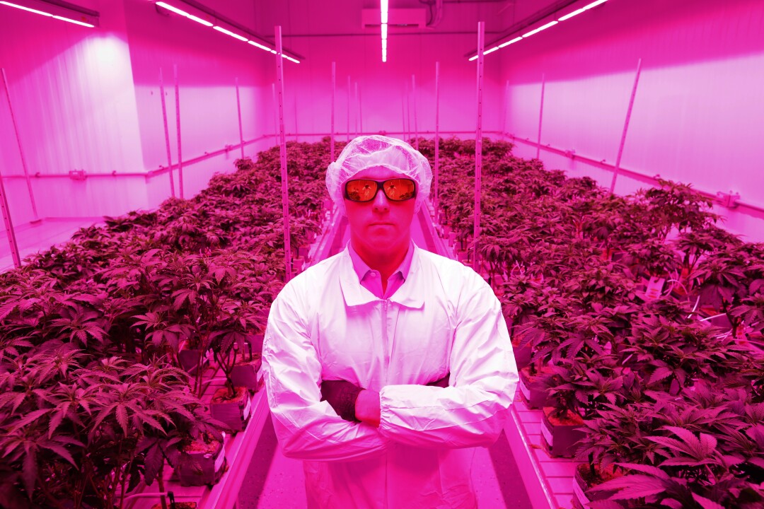 Sept. 13: A man in a coverall and goggles under a pink light in a room full of plants
