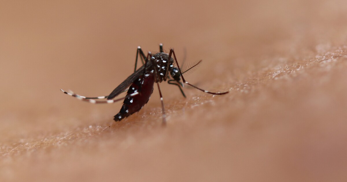 Nyamuk Aedes invasif memperluas jangkauan di Los Angeles, Orange County