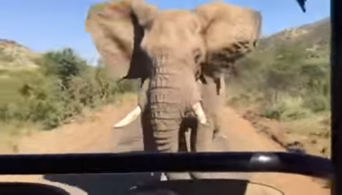 While on a safari in South Africa, former California governor Arnold Schwarzenegger captured footage of an elephant charging at his vehicle. (Arnold Schwarzenegger / YouTube)