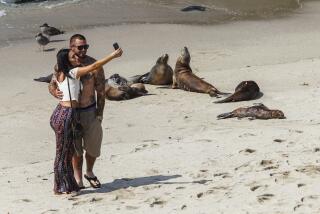 SAN DIEGO, CA - AUGUST 19: Beach goers move in close to take selfies with sea lions and their pups at a rookery at Boomer Beach next to Point La Jolla on Wednesday, Aug. 19, 2020 in San Diego, CA. (Eduardo Contreras / The San Diego Union-Tribune)