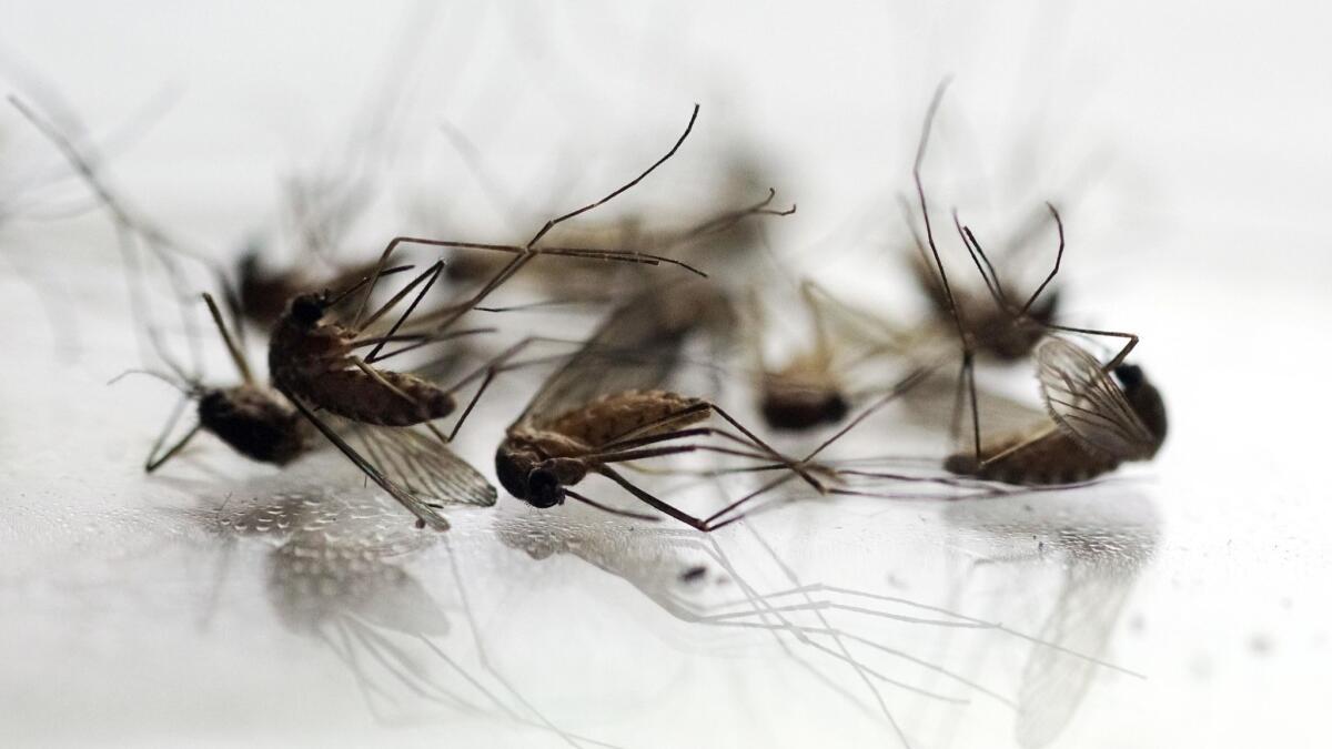 Rain followed by sudden warm weather this year created temperature conditions perfect for mosquitoes to lay eggs. Mosquitoes transmit West Nile virus to humans.