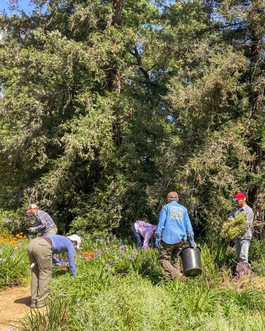 Five people hold black bins or crouch as they pull weeds at California Botanic Garden. 