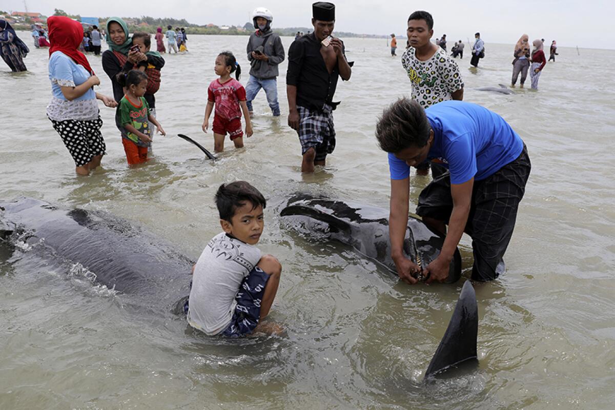 People in shallow water look at dead whales.