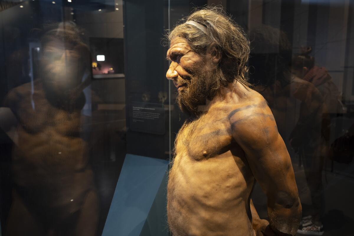 A recreation of a Neanderthal man inside a display case