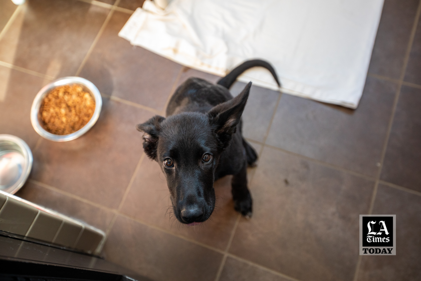 LA Times Today: Inside California’s brutal underground market for puppies