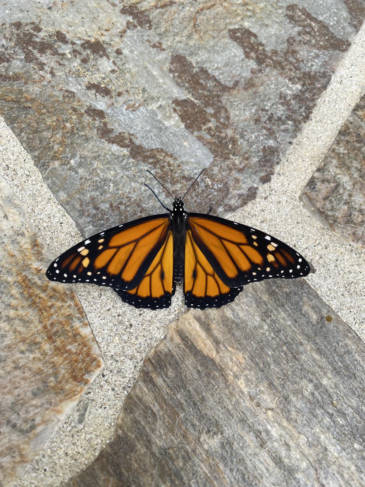 A monarch butterfly photographed in Daily Pilot columnist Patrice Apodaca's backyard.