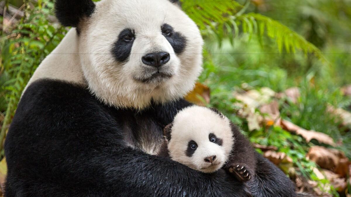 Pandas YaYa and MeiMei in the documentary "Born in China." (Ben Wallis / Disney)
