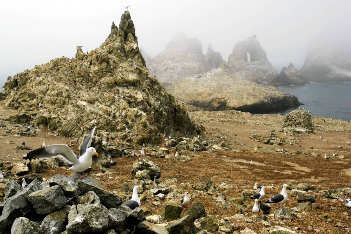 Gulls are seen nesting near the North Landing area of the Farallon National Wildlife Refuge. Federal officials have proposed expanding marine sanctuaries near the islands.