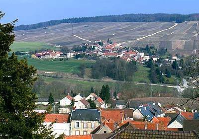 Chardonnay, Pinot Noir and Pinot Meunier grapes for Champagne are grown on the rolling hills outside Reims.