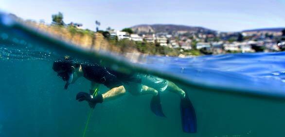 A snorkeler at Crescent Bay in Laguna Beach.