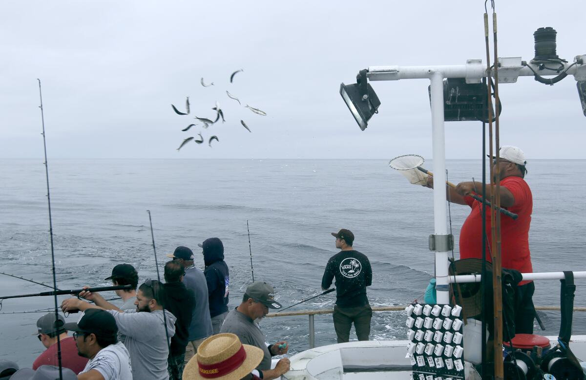 Deckhand Paul Rodriguez tosses bait fish into the water to draw Bluefin tuna toward the boat, southwest of Newport Beach.