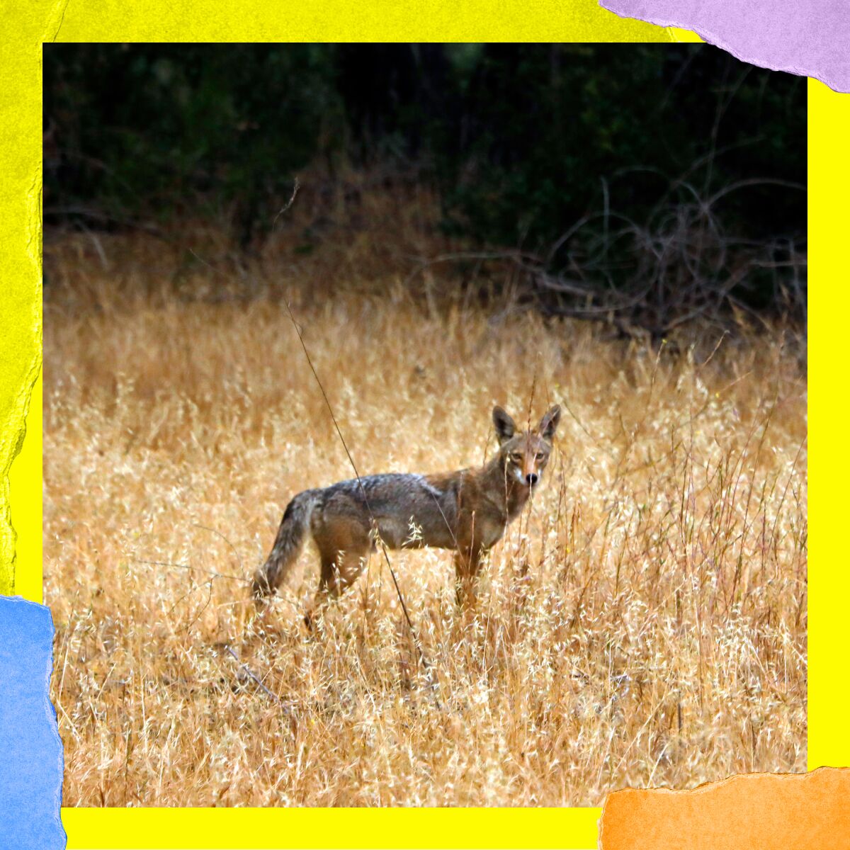 A coyote stands amid dry grass on a hillside.