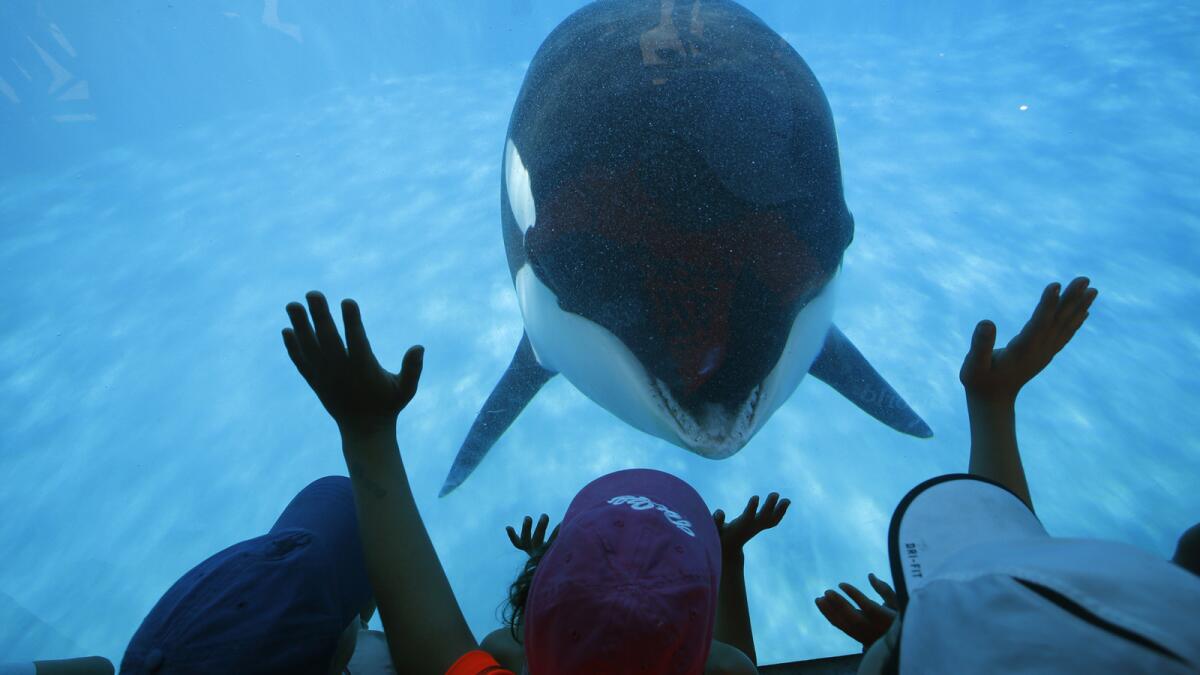 Prompted by a trainer, Sea World San Diego visitors get a closeup view of an Orca whale through a window at the park. In the aftermath of the documentary "Blackfish," critics are suggesting an end to keeping the animals captive for entertainment.