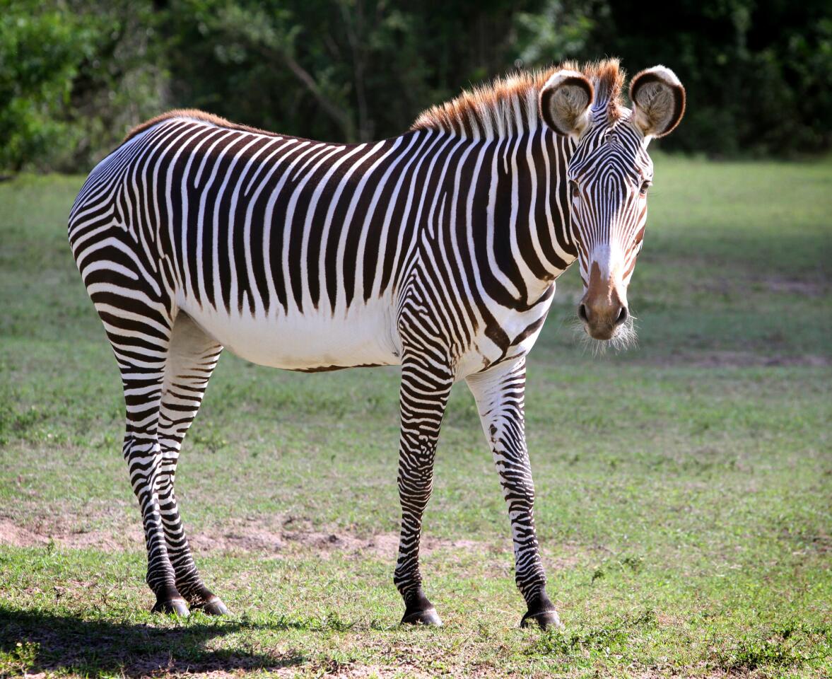 Zebras at Disney's Animal Kingdom