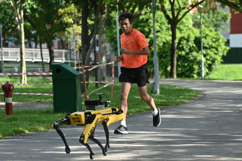 A man jogs past a four-legged robot called Spot, which broadcasts a recorded message reminding people to observe safe distancing as a preventive measure against the spread of the COVID-19 novel coronavirus, during its two-week trial at the Bishan-Ang Moh Kio Park in Singapore on May 8, 2020. (Photo by Roslan RAHMAN / AFP) (Photo by ROSLAN RAHMAN/AFP via Getty Images)