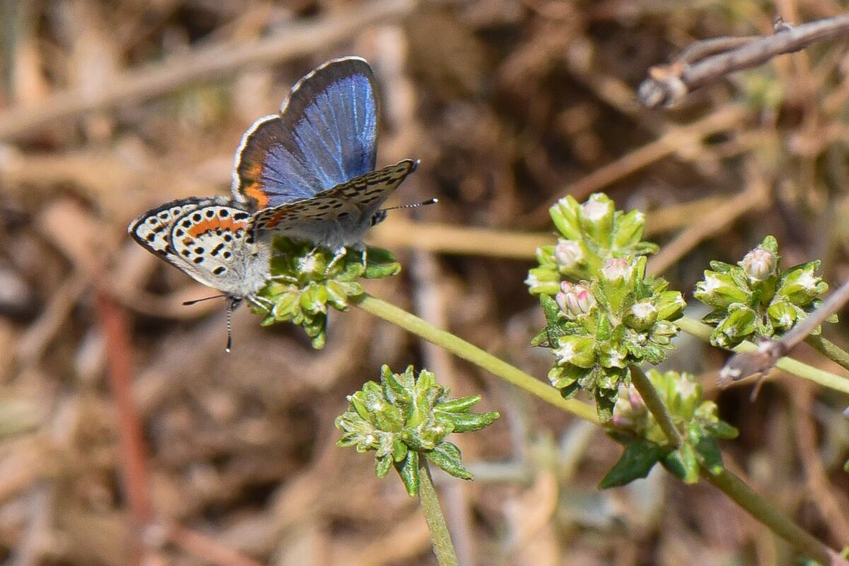 An El Segundo blue butterfly mating pair rest on a plant.