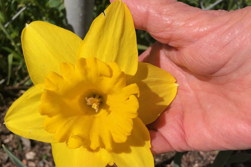 Kathie Farmer shared this photo of a daffodil grown from bulbs purchased at the Dollar Store in Ramona.
