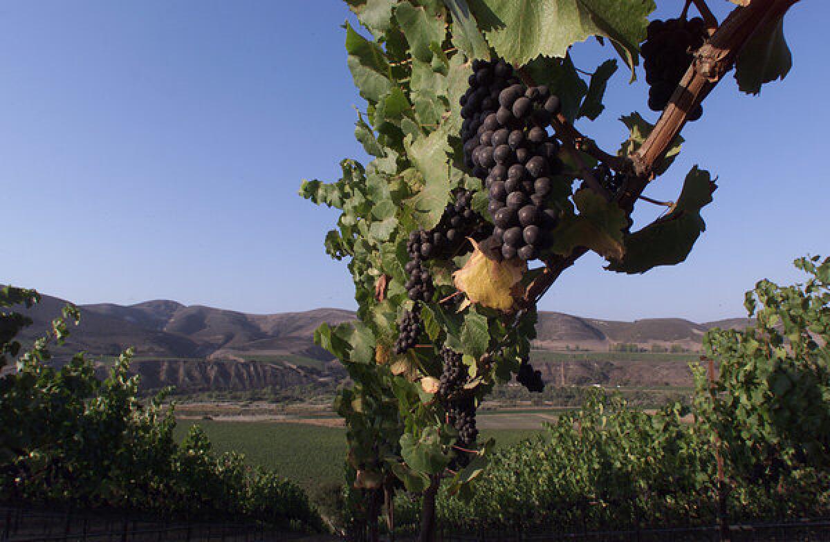 Pinot Noir grapes ripen at a vineyard overlooking the Santa Rita Hills in Santa Barbara County.
