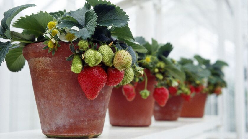 Best Way To Grow Strawberries / Growing Strawberries In Pots Or Containers Youtube