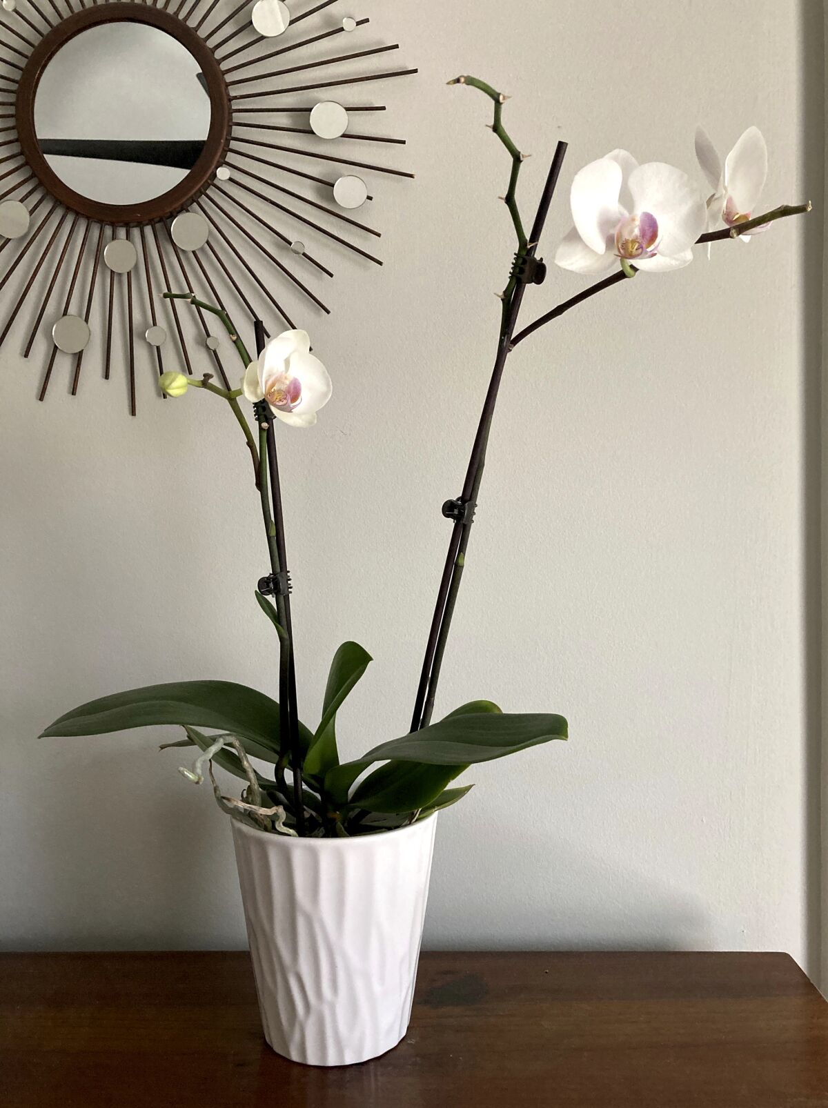 La orquídea, otrora inaccesible, hoy al alcance de todos - San Diego  Union-Tribune en Español