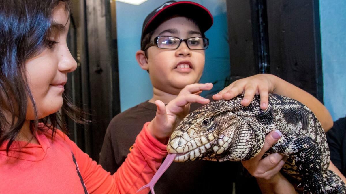 Siblings Delila and Benjamin Estrada touch a black and white Argentine tegu on a visit to the new EcoVivarium living museum in Escondido.