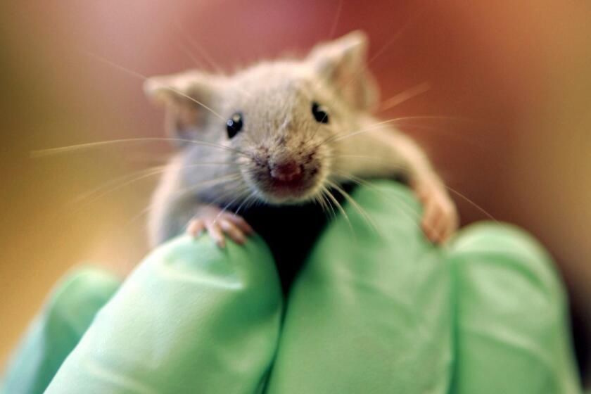 ** ADVANCE FOR SUNDAY, MARCH 5 **A laboratory mouse climbs on the gloved hand of a technician at the Jackson Laboratory, Jan. 24, 2006, in Bar Harbor, Maine. The lab ships more than two million mice a year to qualified researchers. (AP Photo/Robert F. Bukaty) ORG XMIT: NY310