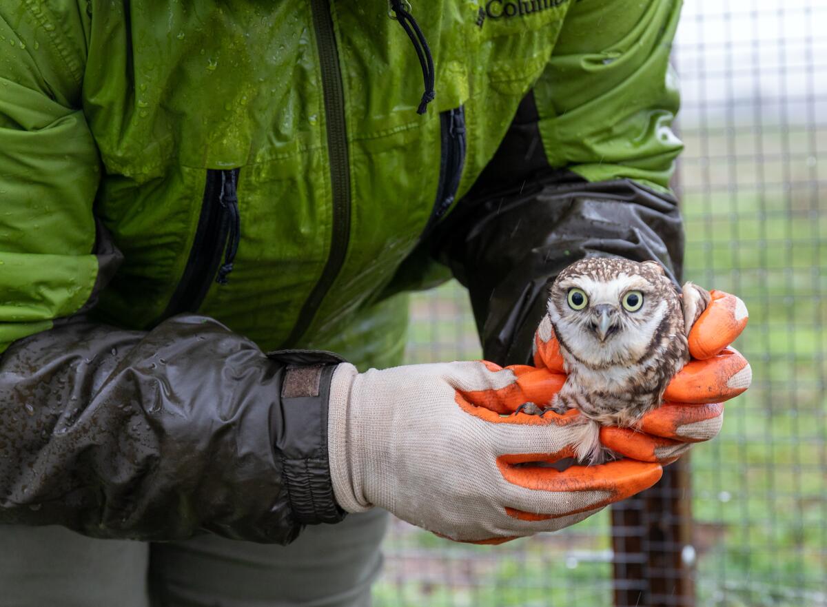 Colleen Wisinski, conservation program manager at the San Diego Zoo Wildlife Alliance, releases a burrowing owl.