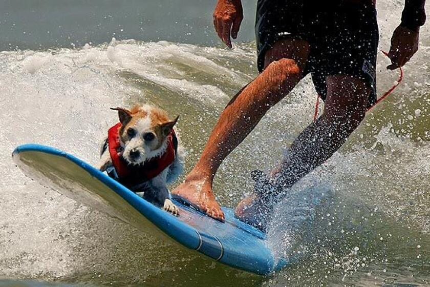 Bruce Hooker takes Buddy, a surfing Jack Russsell terrier, wave riding at C Street--or California Street--in Ventura. "When he sees a set coming, he starts barking; he knows a wave is coming," Hooker says.