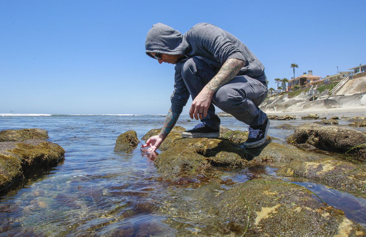Chef William Eick forages for seaweed in a tide pool along the coast in Carlsbad.