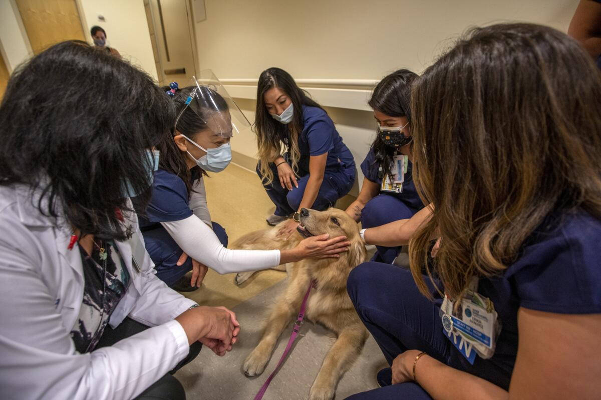 Staffers in scrubs and lab coats at Kaiser L.A. gather to pet Feta the dog.