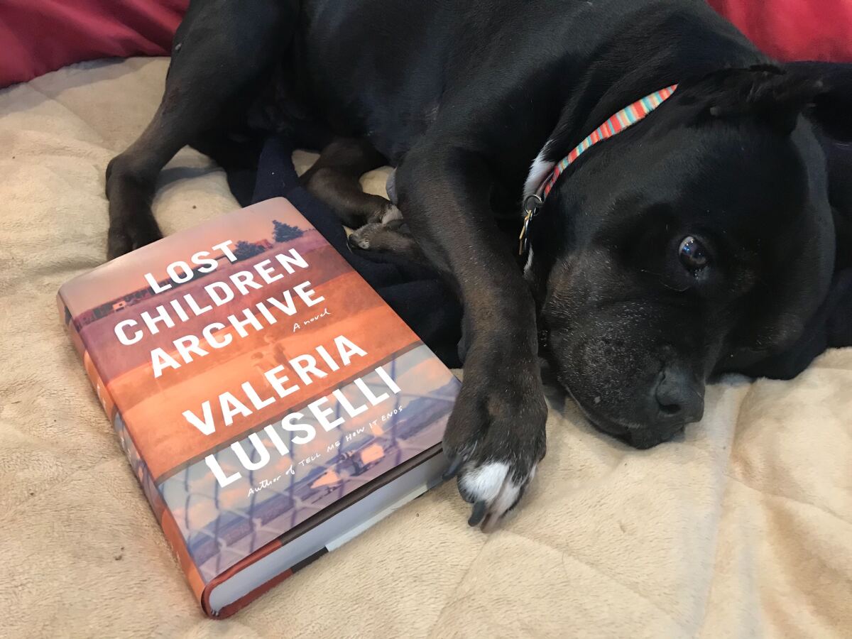 Bonnie, the world's worst research assistant, curls up with Valeria Luiselli's "Lost Children Archive." Smart move, dog. Smart move.