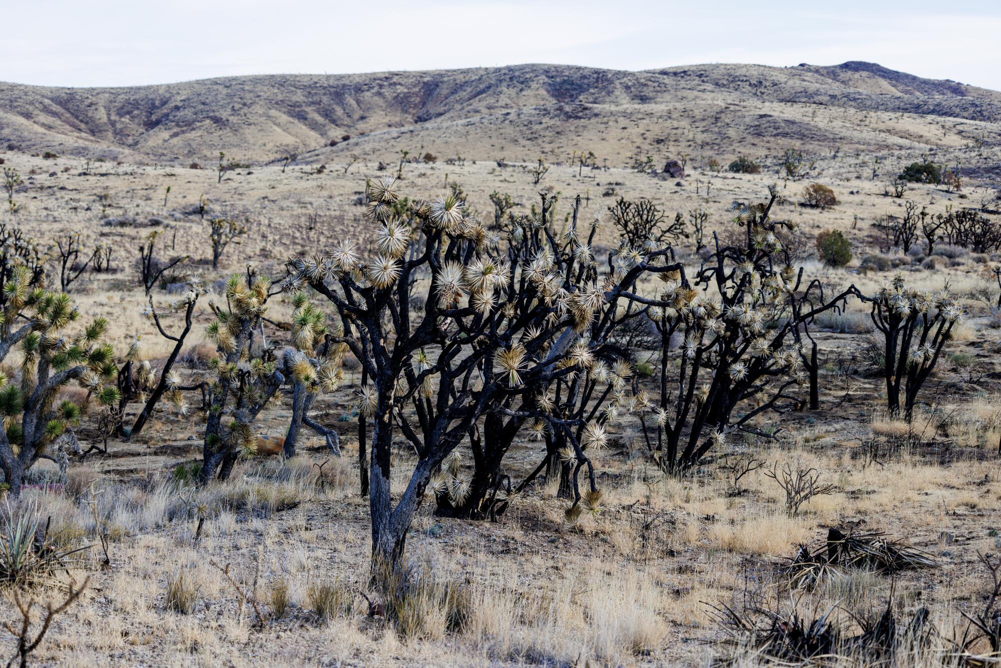 Blackened Joshua trees in a desert landscape of rolling hills.