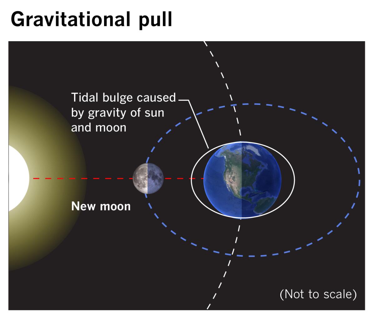 Diagram showing the combined gravitational pull of the Sun and the new Moon, causing the tides to rise.