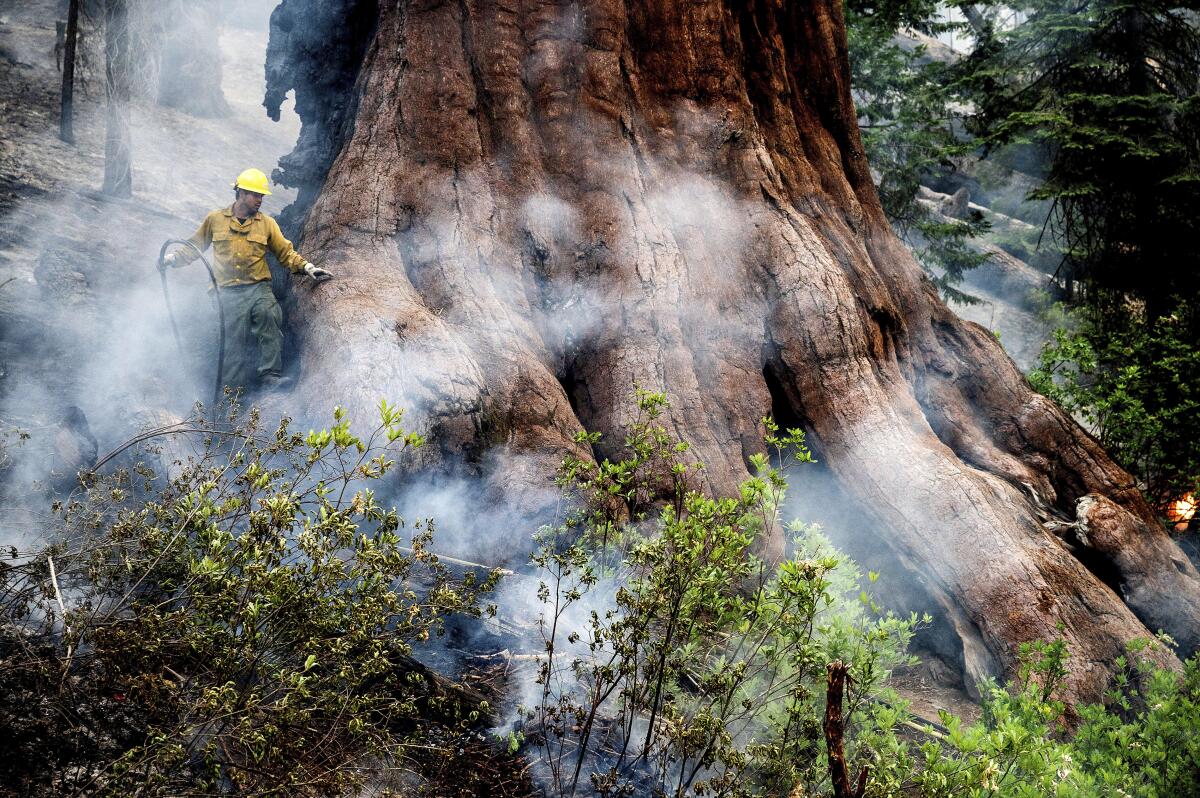A firefighter carries a hose next to the base of a large, charred tree, with smoke rising from smoldering vegetation