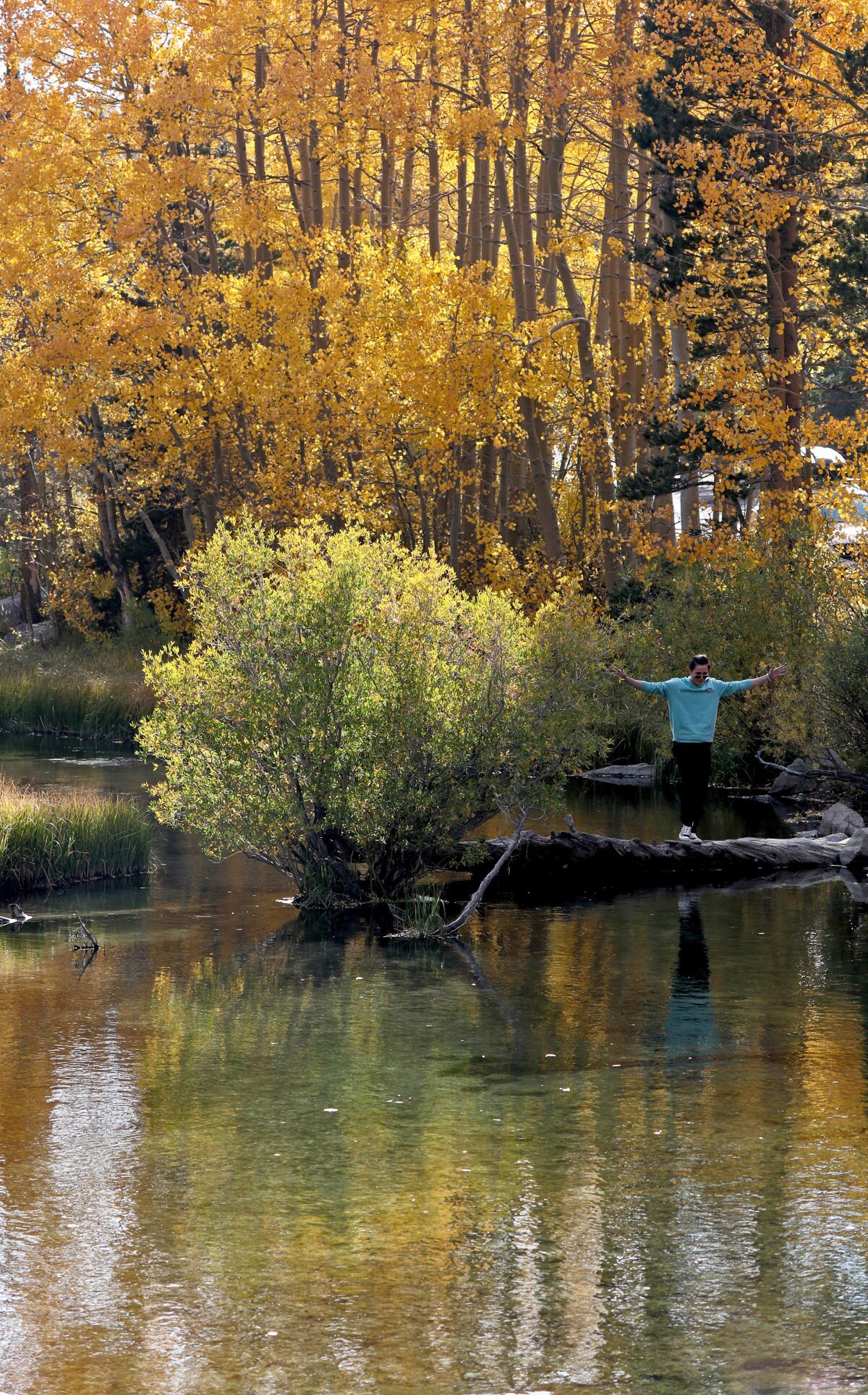 Man walks on a log in water near Lake Sabrina.