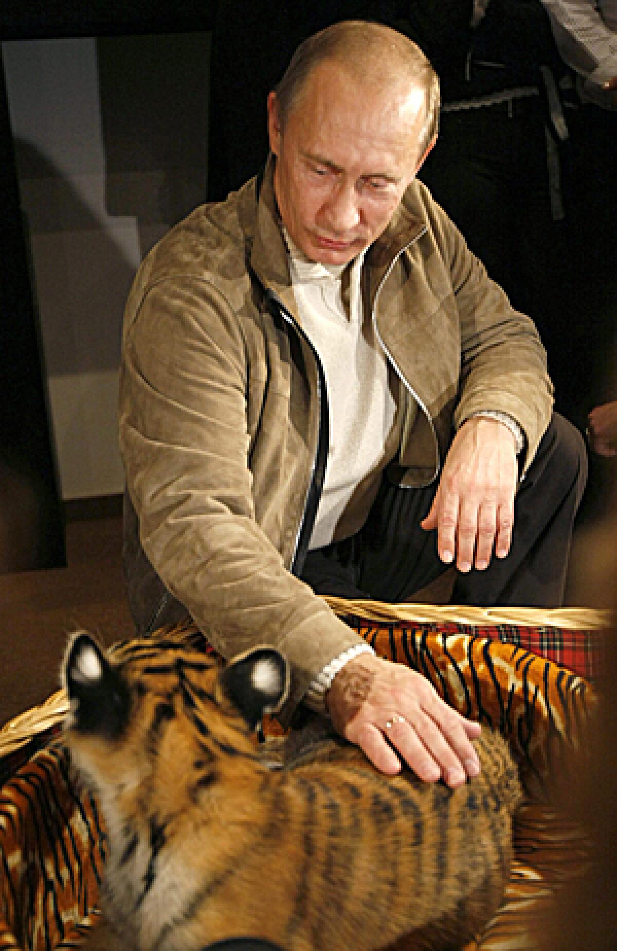 Russian Prime Minister Vladimir Putin caresses a tiger cub on October 10, 2008 which was presented to him on his bithday on October 7, in Novo-Ogaryovo residence outside Moscow.