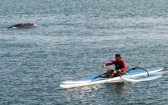 A playful gray whale swims near a kayaker at the mouth of the Marina del Rey Channel on Monday.
